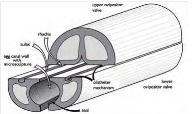 Schematic of the middle region of a typical ovipositor 